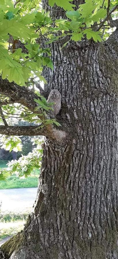 Adeles Sodyba Sturmai Exteriör bild