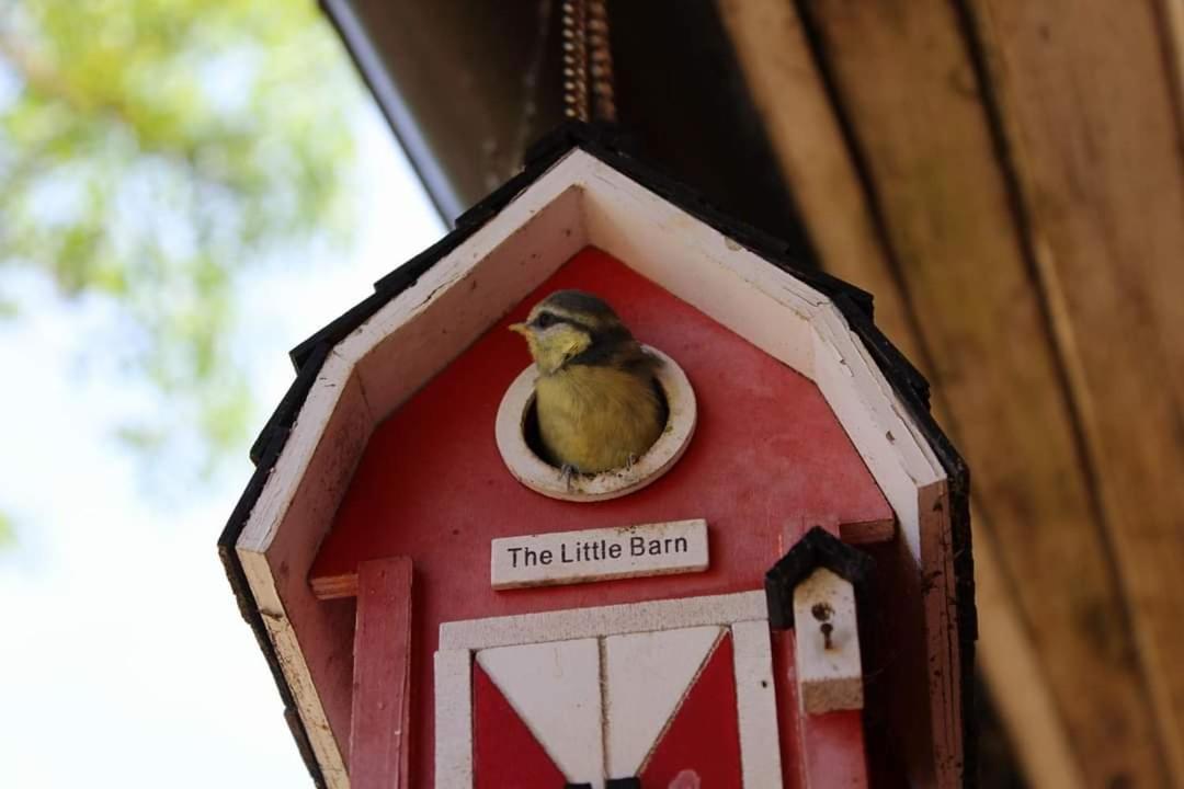 Adeles Sodyba Sturmai Exteriör bild